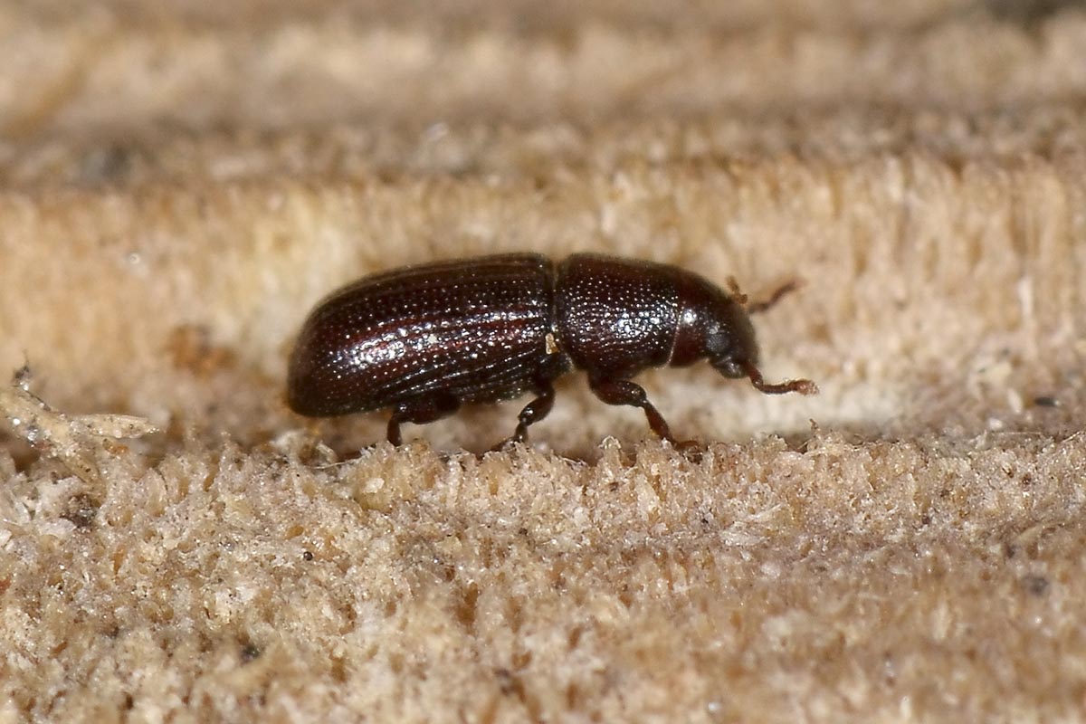 Rhyncolus punctatulus - Curculionidae
